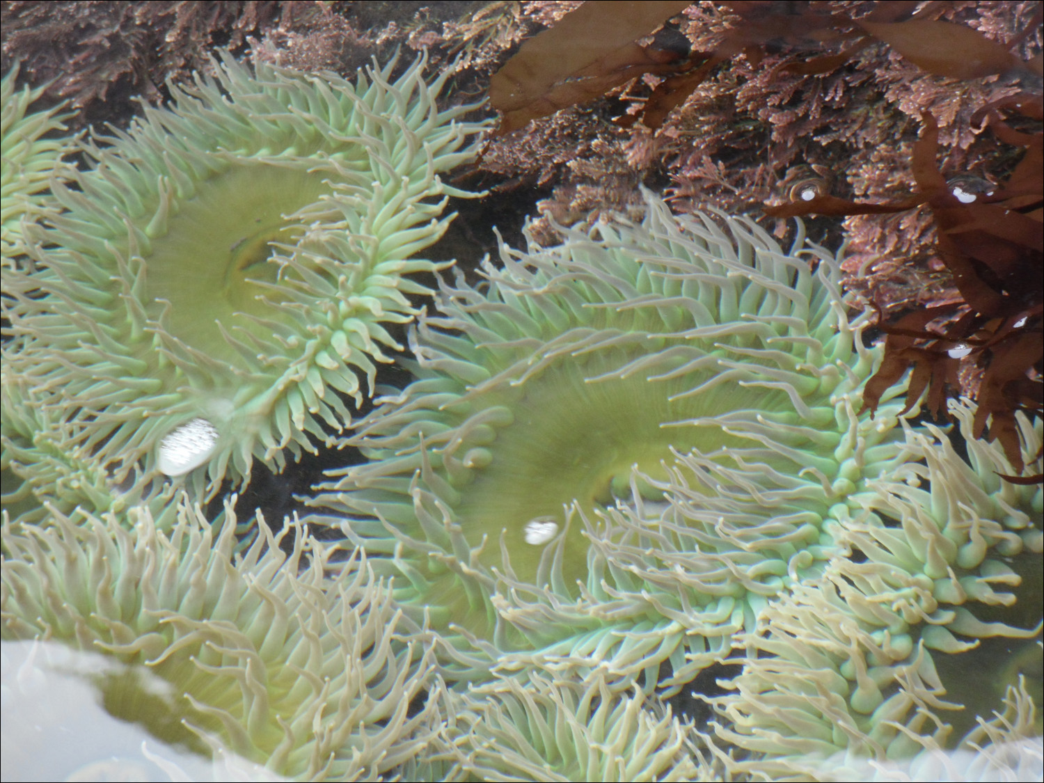Newport, OR- Oregon Coast Aquarium-sea anemones